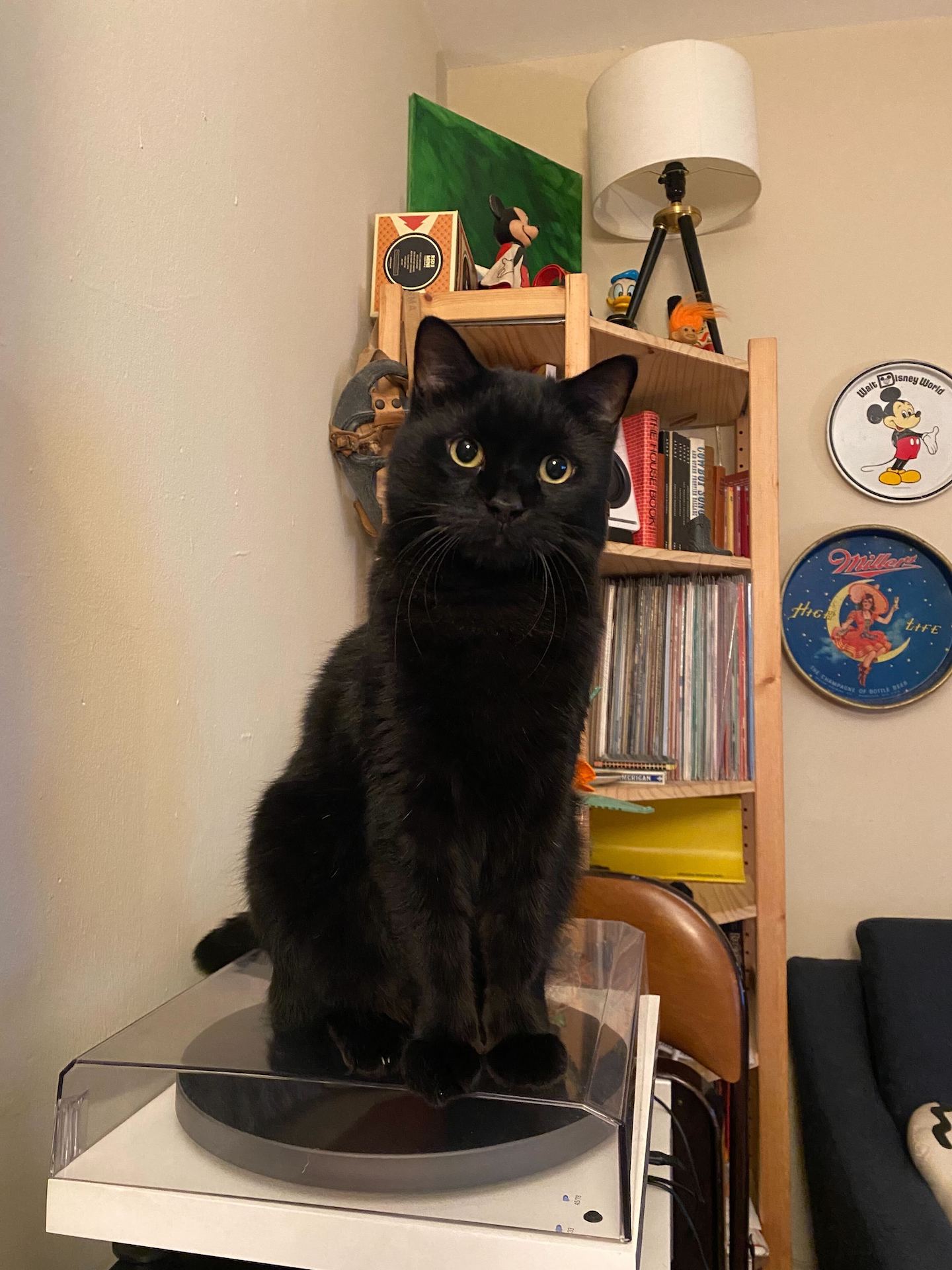 [Image description: Henry Molloy (a cat) seated on top of a turntable]